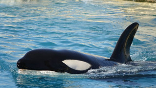 🖤Orques et dauphins, pensons à eux à la St Amour💖