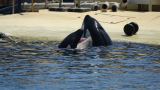 ❓Quelle solution pour les Orques et les dauphins restants à Marineland?❓
