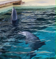 📌L'avenir des dauphins de Marineland, faisons le point‼