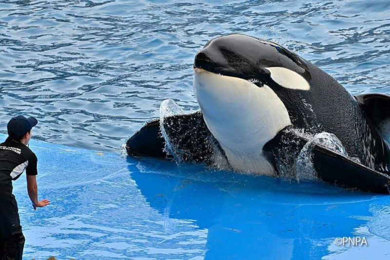 💔Earth et Victoria... La reproduction commerciale 📛