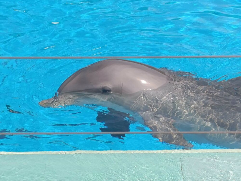 🛑Sharky, Malou, Nala et Ollie, quel avenir?🐬