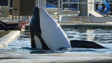 250106_tilikum1_original