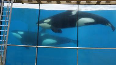 250125_marineland2_original
