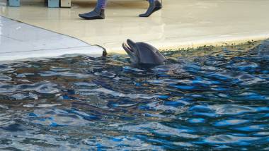 250128_marineland1_original