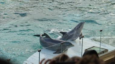 250128_marineland2_original