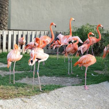 250325_flamants_original