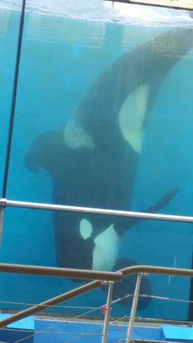 250409_marineland1_original