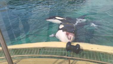 250409_marineland2_original