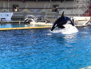 250411_marineland1_original