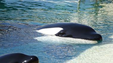 250616_marineland1_original
