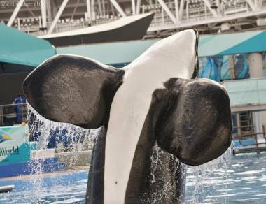 260106_tilikum2_original