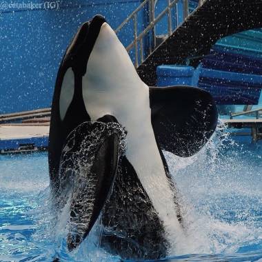 260106_tilikum3_original