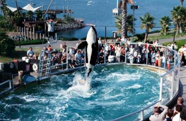 260116_shamu2_original