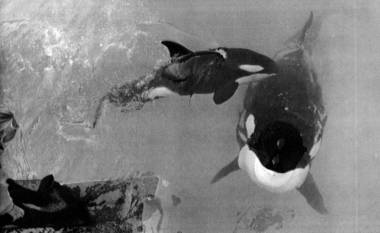 260116_shamu3_original