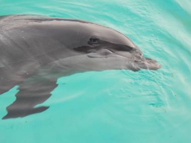 260128_beauval1_original