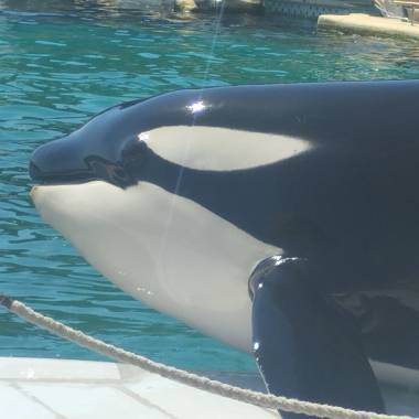 260213_orquesetdauphins2_original