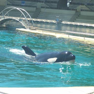 260213_orquesetdauphins4_original