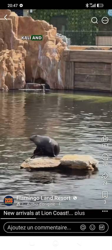 260701_otaries1_original