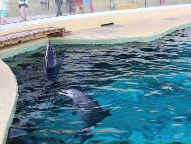 260719_dauphins1_original