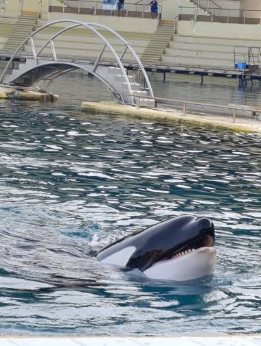 260719_dauphins2_original