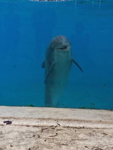 260719_dauphins3_original