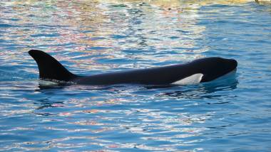 260720_marineland1_original