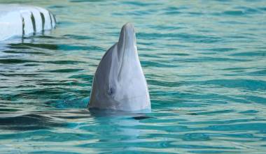 260720_marineland3_original