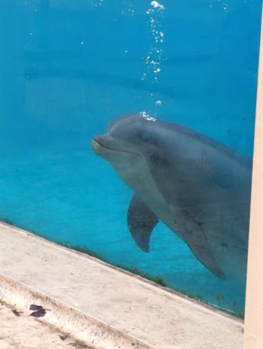 260722_dauphins1_original