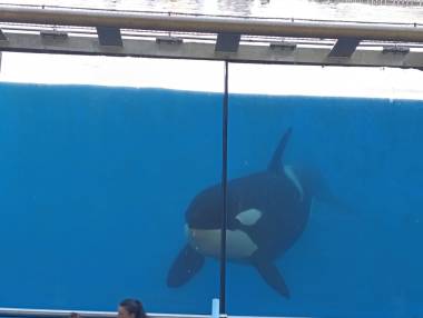 260722_dauphins2_original