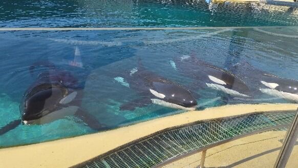 Les Orques de Marineland